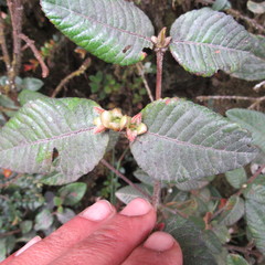 Weinmannia rollottii