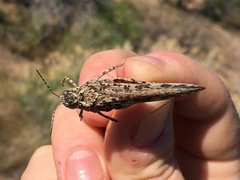 Cratypedes lateritius