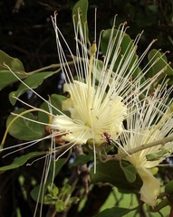 Capparis mitchellii