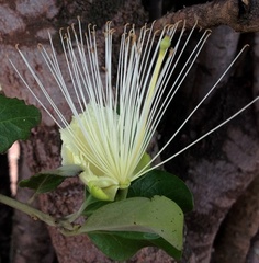Capparis mitchellii