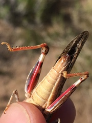 Cratypedes lateritius