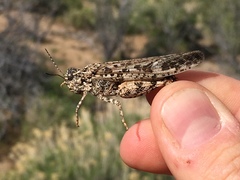 Cratypedes lateritius