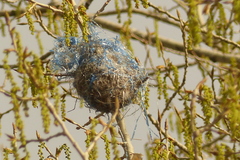 Icterus bullockii