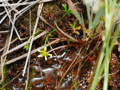 Ranunculus glabrifolius