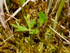 Ranunculus glabrifolius