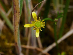 Ranunculus glabrifolius