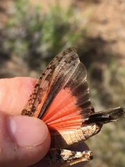 Cratypedes lateritius