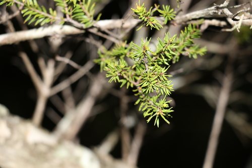 Image of Melaleuca sieberi by (c) Greg Tasney, some rights reserved (CC BY-SA)