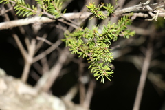Melaleuca sieberi