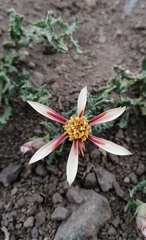 Mutisia sinuata