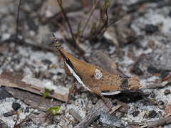 Monistria maculicornis