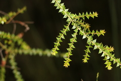 Acacia hubbardiana