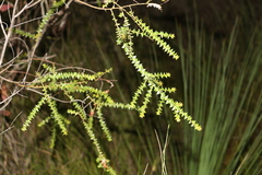 Acacia hubbardiana