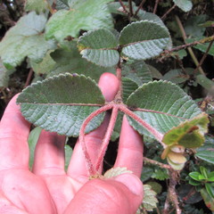 Weinmannia rollottii