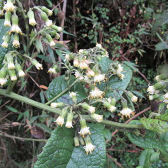 Dendrophorbium kleinioides