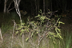 Acacia hubbardiana