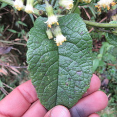 Dendrophorbium kleinioides