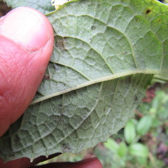 Dendrophorbium kleinioides