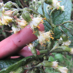 Dendrophorbium kleinioides