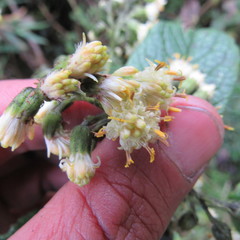 Dendrophorbium kleinioides