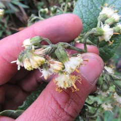 Dendrophorbium kleinioides