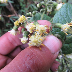Dendrophorbium kleinioides
