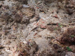 Halichoeres nebulosus