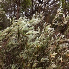 Melaleuca nodosa