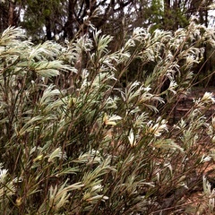 Melaleuca nodosa