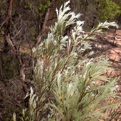 Melaleuca nodosa