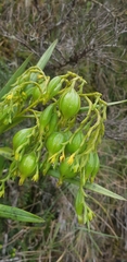 Epidendrum orthocaule