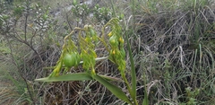 Epidendrum orthocaule