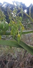 Epidendrum orthocaule