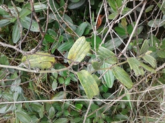 Passiflora bogotensis
