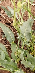 Nicotiana corymbosa