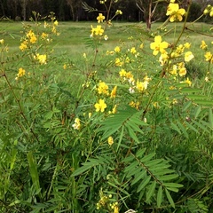 Senna barclayana