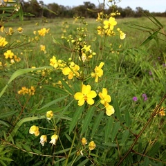Senna barclayana