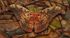 Antheraea larissa