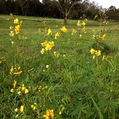 Senna barclayana