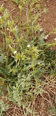 Nicotiana corymbosa