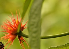 Gurania makoyana image