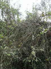 Passiflora bogotensis