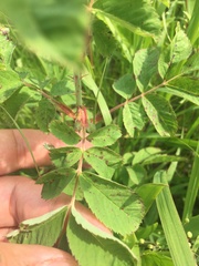 Rosa × medioccidentis