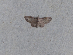 Sigilliclystis insigillata