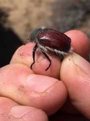 Paracotalpa granicollis