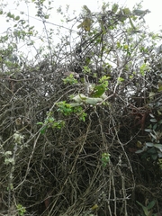 Passiflora bogotensis