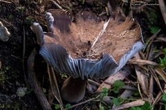 Melanoleuca polioleuca