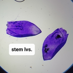 Sphagnum platyphyllum
