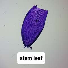 Sphagnum platyphyllum