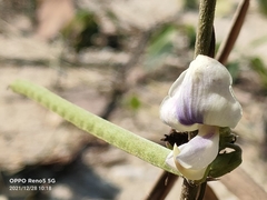 Vitex mollis